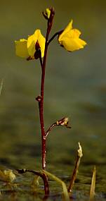 Vizi rence (Utricularia vulgaris), Fotó: Molnár Balázs