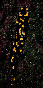 Foltos szalamandra (Salamandra salamandra) nász, Fotó: Molnár Balázs