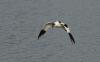 Gulipán (Recurvirostra avosetta) - Hajnali madárles /fotó: Molnár Balázs/