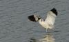 Gulipán (Recurvirostra avosetta) - Hajnali madárles /fotó: Molnár Balázs/