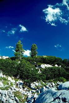 Törpefenyves (Pinus mugo), Fotó: Molnár Balázs